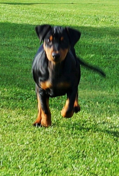 Pinscher * Xélanc Zupreme Zuprice 11 veckor